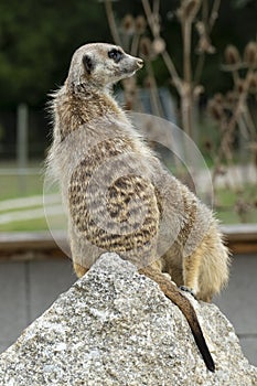 Meerkat, sitting on a rock,  looks funny around
