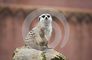 Meerkat sitting on a rock