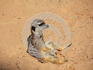 Meerkat sits in sand