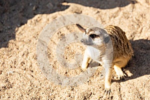 Meerkat sitting on sand flloor gazing into the distance