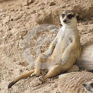 Meerkat sitting on the sand