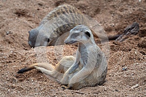 A meerkat sitting in sand, Suricata suricatta