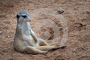 A meerkat sitting in sand