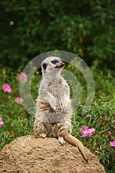 Meerkat Sitting on the Stone