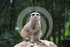 Meerkat sitting on a stone in Ouwehands Dierenpark