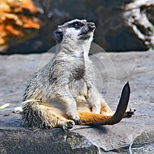 Meerkat sitting on a stone surface  blurred background