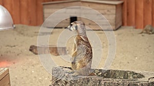 Meerkat sitting on stump in aviary of zoo. through glass.