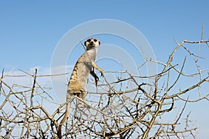 Meerkat sitting in a tree