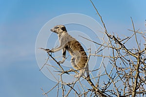 Meerkat sitting in a tree and watching out. Meerkat keeps a lookout for enemies. Sentry