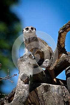 Meerkat sitting in a tree