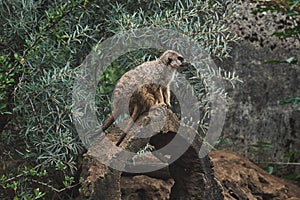 Meerkat sitting on a tree trunk in a zoo