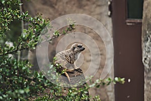 Meerkat sitting on a tree trunk in a zoo in Germany