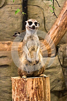 Meerkat sitting upright