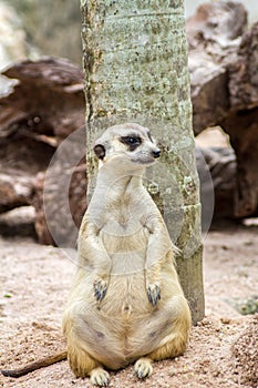 Meerkat sitting in the zoo