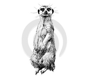 Meerkat sketch vector graphics