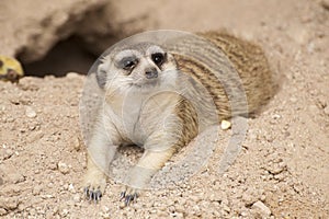 Meerkat sleep on the ground