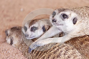 Meerkat sleep on the ground