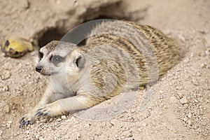 Meerkat sleep on the ground