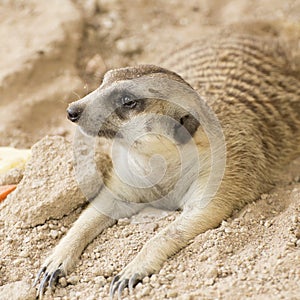 Meerkat sleep on sand
