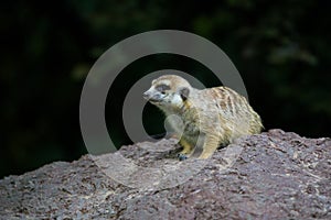 Meerkat photo