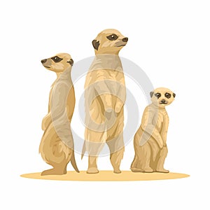 Meerkat Is A Small African Mongoose Animal Species Illustration Vector