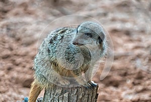 A meerkat a small carnivoran belonging to the mongoose family. photo