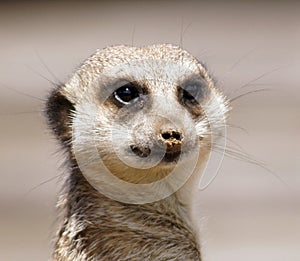 Meerkat smiling