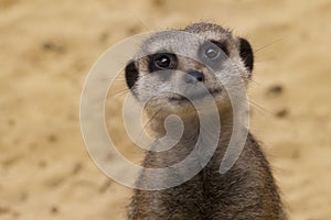 Meerkat Smiling