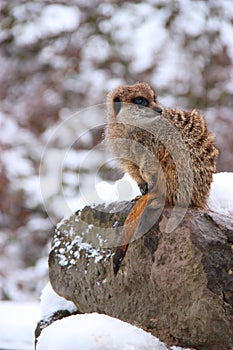 MEERKAT IN SNOW