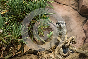 The meerkat is a species of carnivorous mammal of the family Herpestidae that inhabits the region of the Kalahari desert and the N