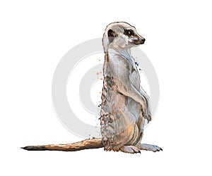 Meerkat from a splash of watercolor, colored drawing, realistic