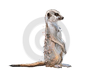 Meerkat from a splash of watercolor, colored drawing, realistic photo