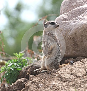A meerkat on stake out.