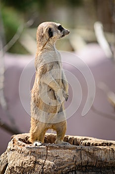 Meerkat stand vigilant on trunk