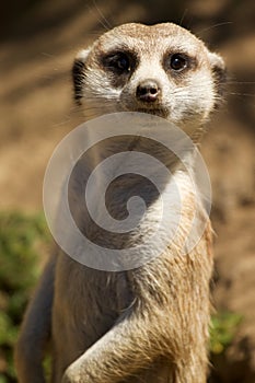 Meerkat standing photo