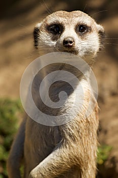 Meerkat standing