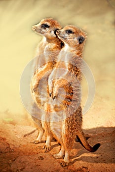 Meerkat standing