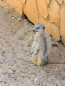 Meerkat standing afternoon on sand under the sun