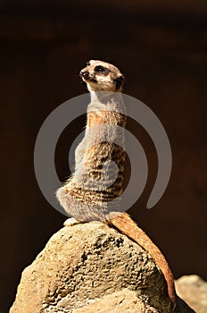 Meerkat standing alert