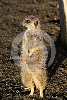 Meerkat. Standing on alert in the sun