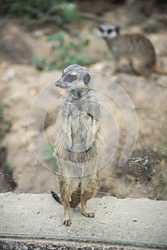 meerkat standing behing a window at the zoologic park