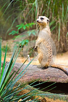 A Meerkat standing on a branch guarding its territory