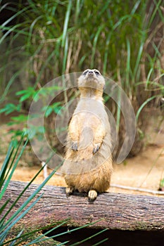 A Meerkat standing on a branch guarding its territory