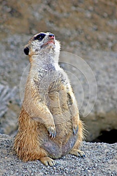 Meerkat