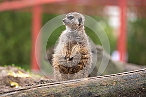 Meerkat standing in front of a log