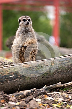 Meerkat standing in front of a log