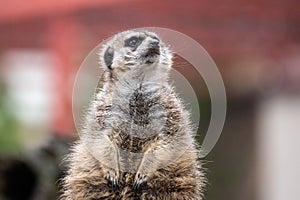 Meerkat standing in front of a log