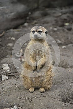 Meerkat Standing on the Ground