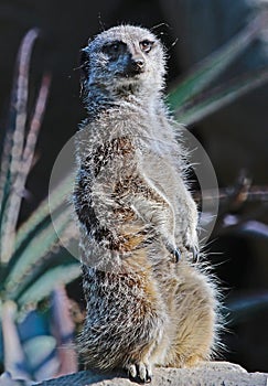 Meerkat Standing Guard