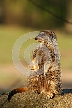 Meerkat standing guard